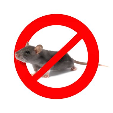 Beyaz arka planda kırmızı yasak işareti olan küçük sıçan. Haşere kontrolü