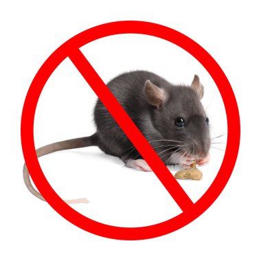 Beyaz arka planda kırmızı yasak işareti olan küçük sıçan. Haşere kontrolü