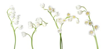 Vadinin güzel zambakları beyazlar üzerinde soyutlanmış,