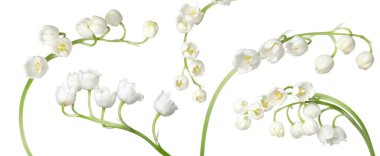 Vadinin güzel zambakları beyazlar üzerinde soyutlanmış,