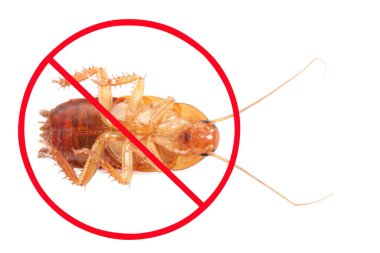 Haşere kontrolü. Beyaz arka planda kırmızı yasak işareti olan hamamböceği.