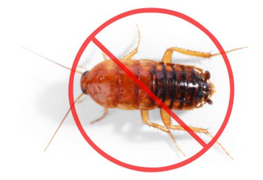 Haşere kontrolü. Beyaz arka planda kırmızı yasak işareti olan hamamböceği.