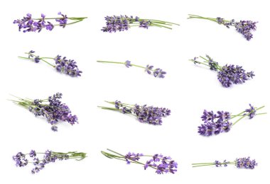 Beyaz arka planda güzel lavanta çiçekleri, kolaj