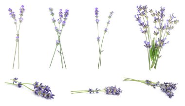 Beyaz arka planda güzel lavanta çiçekleri, kolaj