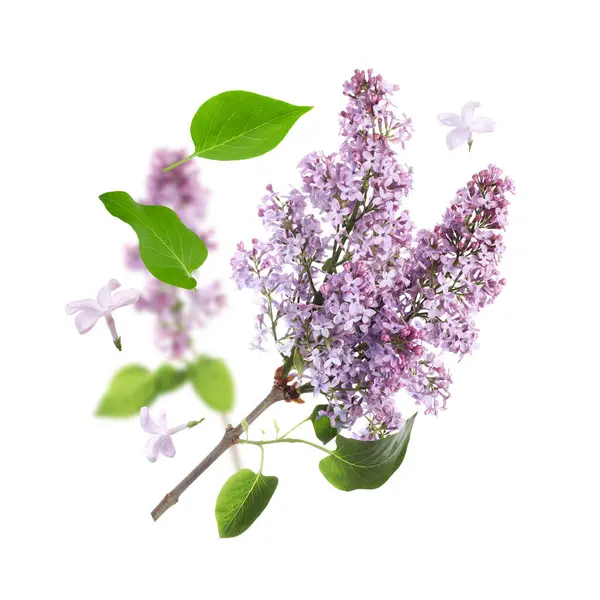 Kokulu çiçekli leylak dallar ve beyaz arka planda uçuşan yapraklar.