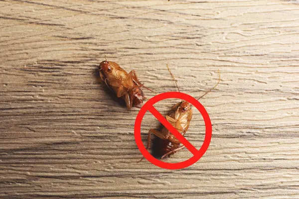 Tahta yüzeyde ölü hamamböcekleri ve kırmızı yasak işareti, üst manzara. Haşere kontrolü