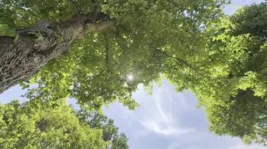 Mavi gökyüzüne karşı yeşil yaprakları olan ağaç dalları, sağa hareket eden kamera.