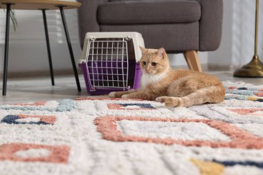 Şirin kedi ve hayvan taşıyıcısı evde yerde.