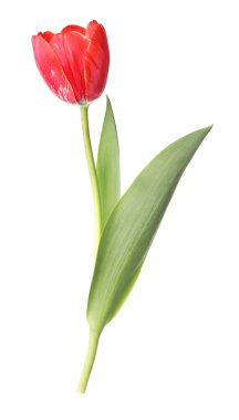 beyaz izole bir güzel Pembe Lale