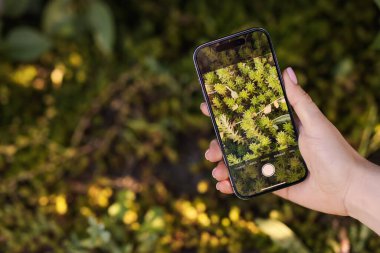 Açık havada akıllı telefonda bitki tanıma uygulaması kullanan bir kadın, yakın plan. Metin için boşluk
