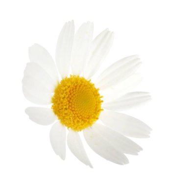 Beyaz arka planda güzel bir papatya çiçeği tomurcuğu