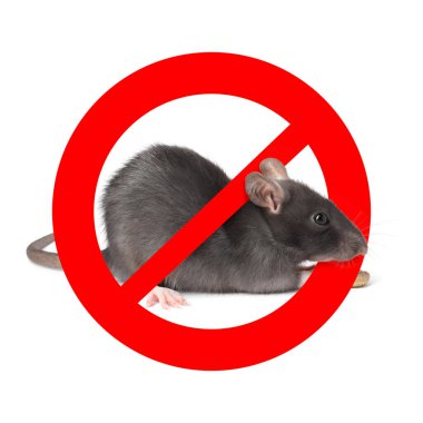 Beyaz arka planda kırmızı yasak işareti olan küçük sıçan. Haşere kontrolü