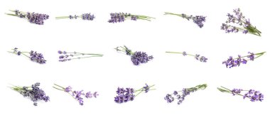 Beyaz arka planda güzel lavanta çiçekleri, kolaj