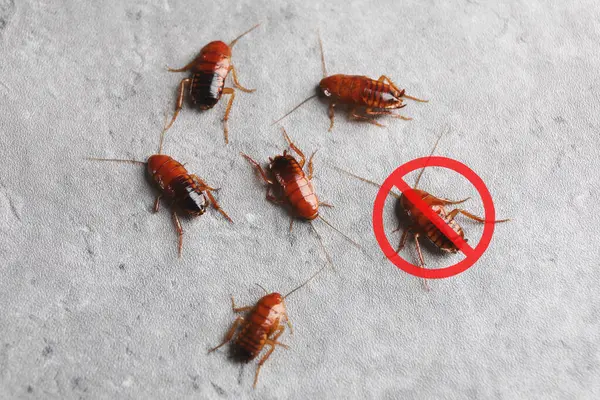 Gri yüzeyde hamamböcekleri ve kırmızı yasak işareti var. Haşere kontrolü