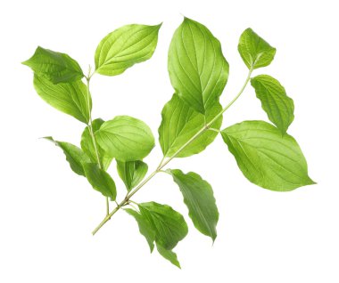 Yeşil yapraklı dal beyaz üzerine izole