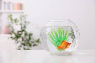 Akvaryumda beyaz masada temiz suyla yüzen altın balıklar.