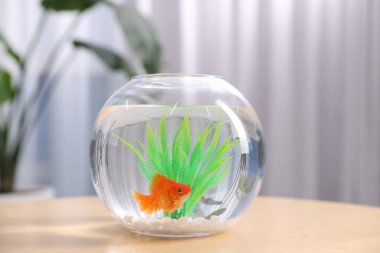 Akvaryumda yüzen altın balıklar ahşap masada temiz suyla kapalı alanda yüzerler.