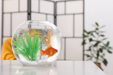 Akvaryumda beyaz masada temiz suyla yüzen altın balıklar.