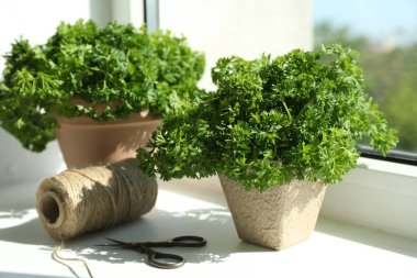 Maydanoz bitkileri, iplik ve makas pencere pervazına, yakın plan