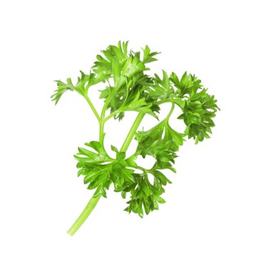 Beyaz maydanozlu taze maydanoz.