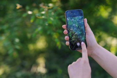 Açık havada akıllı telefonda bitki tanıma uygulaması kullanan bir kadın, yakın plan. Metin için boşluk