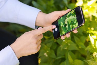 Açık havada akıllı telefondan bitki tanıma uygulaması kullanan bir kadın.