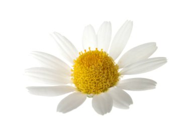 Beyaz arka planda güzel bir papatya çiçeği tomurcuğu