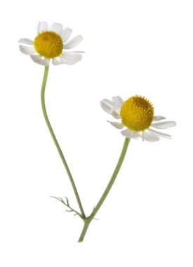 İki güzel papatya çiçeği beyazın üzerinde