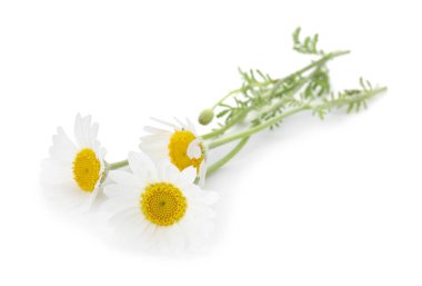 Üç güzel papatya çiçeği beyaz üzerine izole edilmiş