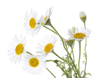 Bir sürü güzel papatya çiçeği beyaz üzerine izole edilmiş.