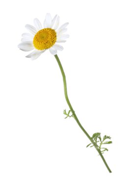 Güzel bir papatya çiçeği beyazda izole edilmiş