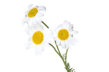 Üç güzel papatya çiçeği beyaz üzerine izole edilmiş