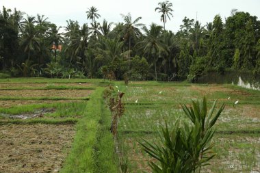 Güzel pirinç tarlaları ve açık havada yeşil palmiyeler.