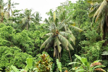 Dışarıda yetişen bir sürü güzel yeşil ağaç.