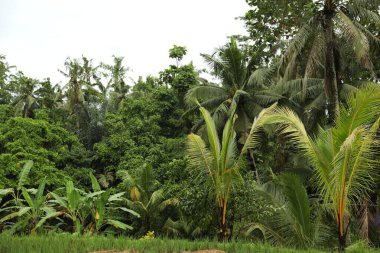 Dışarıda yetişen bir sürü farklı yeşil ağaç ve bitki.
