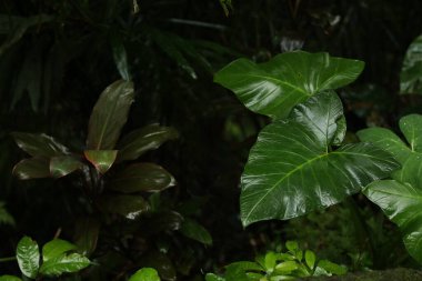 Açık havada yetişen bir sürü güzel yeşil bitki var.