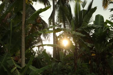 Güneşli bir günde birçok farklı tropikal bitki