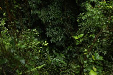 Açık havada yetişen bir sürü güzel yeşil bitki.