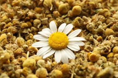 Arka plan olarak kuru ve taze papatya çiçekleri, yakın plan