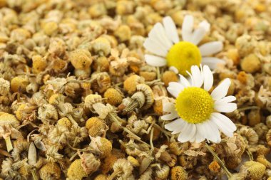 Arka plan olarak kuru ve taze papatya çiçekleri, yakın plan