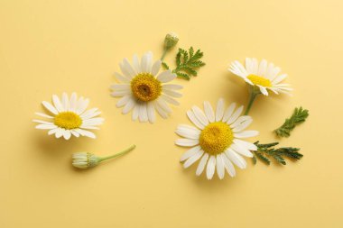 Sarı arka planda papatya çiçekleri, düz uzanmış