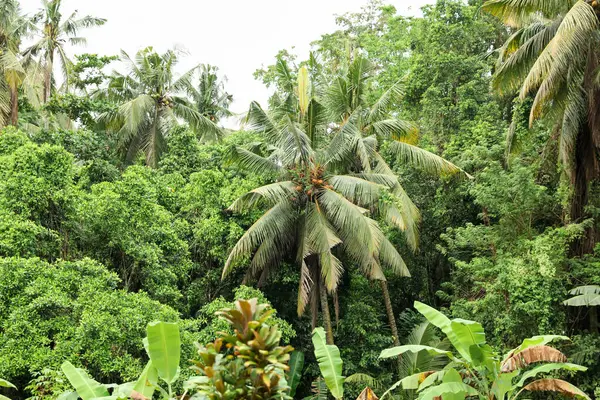 Dışarıda yetişen bir sürü güzel yeşil ağaç.