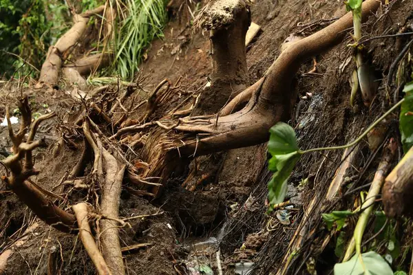 Yağmurdan sonra tropikal ormanda hasar gören ağaç kökleri, yakın plan
