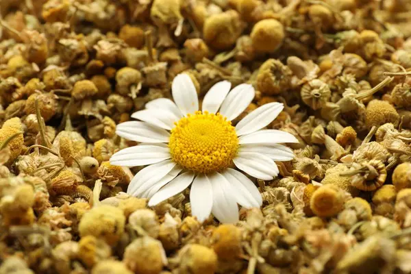 Arka plan olarak kuru ve taze papatya çiçekleri, yakın plan