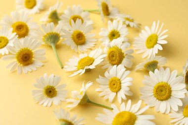 Sarı arka planda güzel papatya çiçekleri, yakın plan.