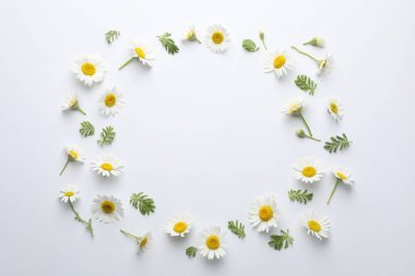 Güzel papatya çiçekleri ve beyaz arka planda yeşil yapraklar. Metin için boşluk