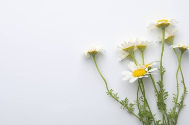 Beyaz arka planda güzel papatya çiçekleri, düz bir zemin. Metin için boşluk