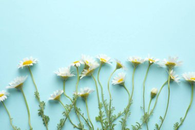 Beautiful chamomile flowers on light blue background, flat lay. Space for text