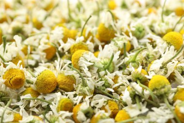 Arka plan olarak birçok kuru papatya çiçeği, yakın plan