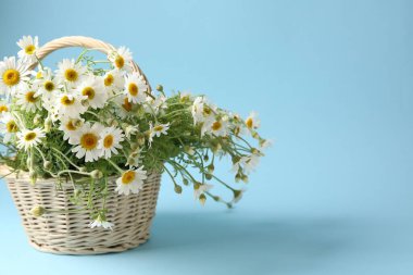 Hasır sepetteki güzel papatya çiçekleri açık mavi arka planda, yakın plan. Metin için boşluk